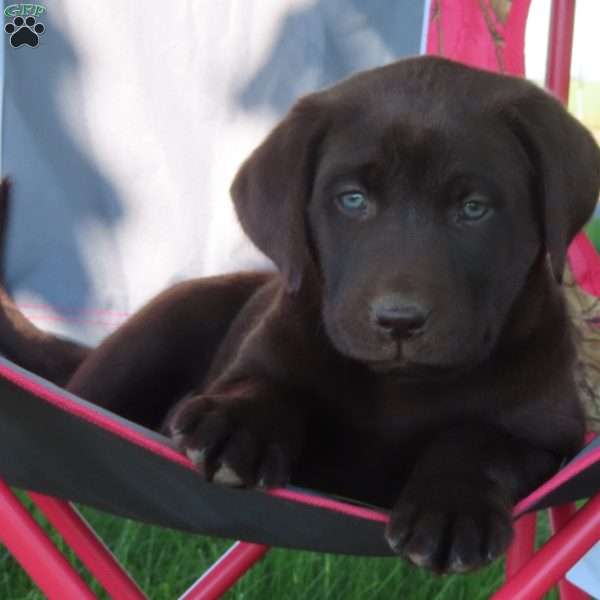Kandace, Chocolate Labrador Retriever Puppy